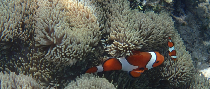 �����p�E�_�[�b�Z�V�E���z���I�w�[�I�N�����x
���T�C�g